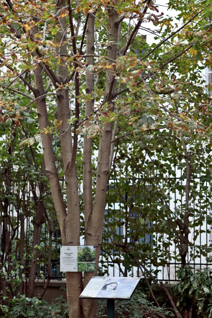 Horse chestnut tree in the Jardin Anne Frank in Paris.