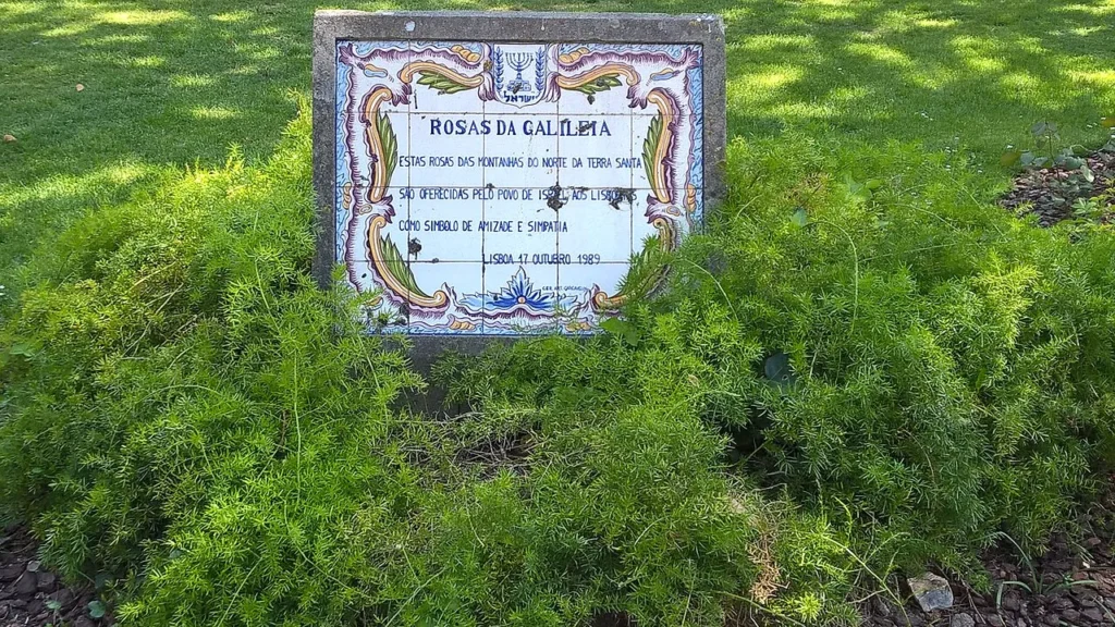 Rosas da Galileia / Gift from the People of Israel